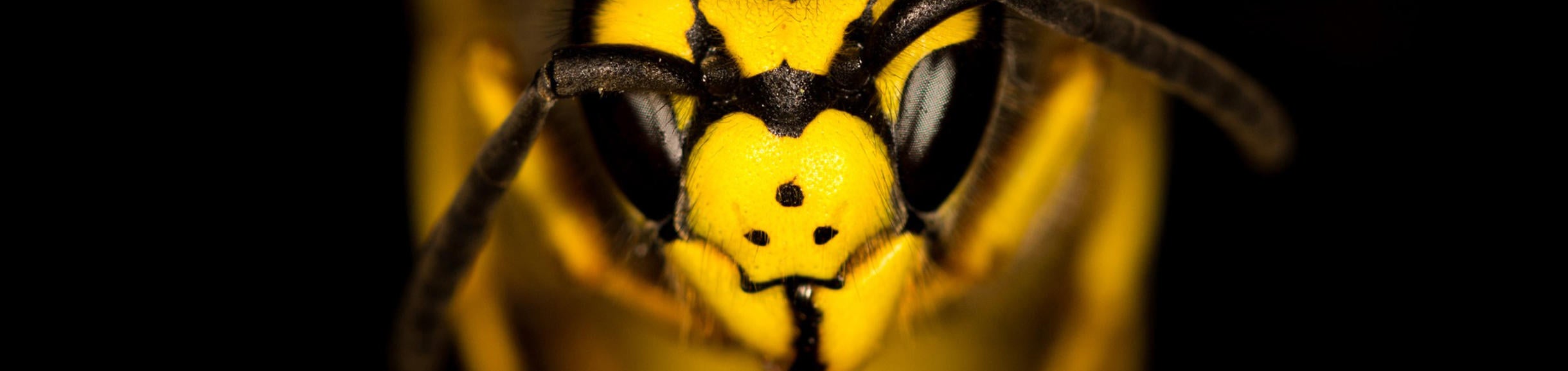 Wasp macro photography, Image by Anton Lovász from Pixabay 