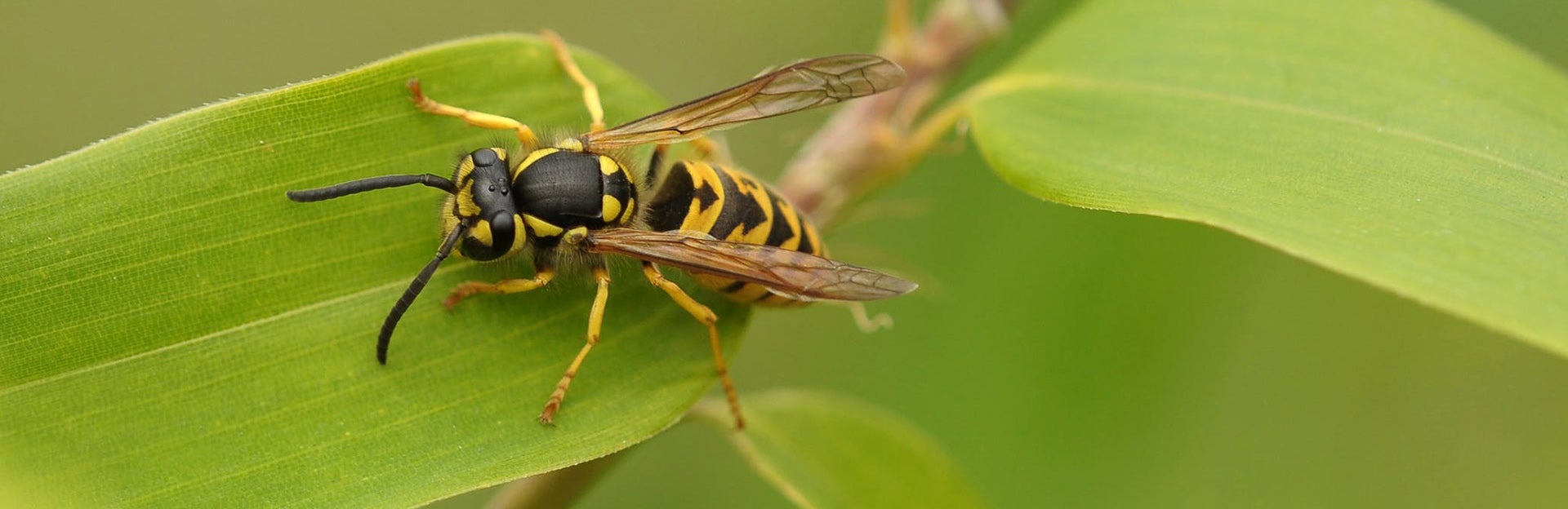 Wasp on leaf close-up, source: pexels.com
