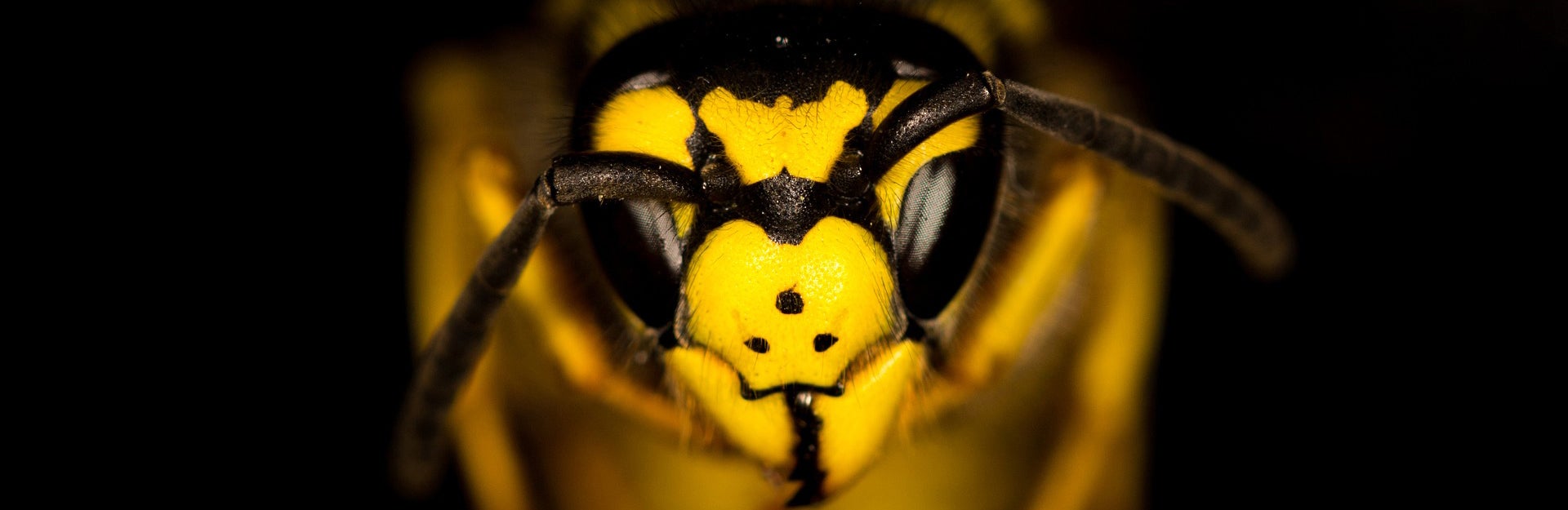 Wasp macro photography, source: Pixabay
