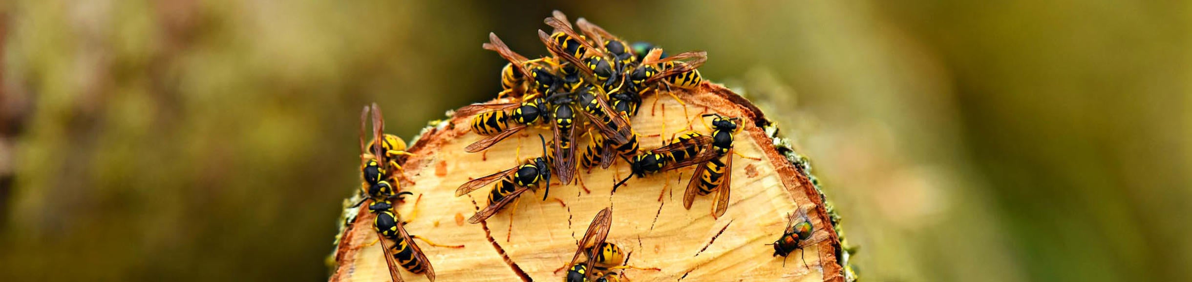 Yellowjacket wasps on tree stem, Image by Mabel Amber from Pixabay