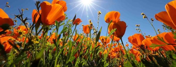 Motte Rimrock Natural Reserve, poppy field, (c) UCR, Stan Lim 2019