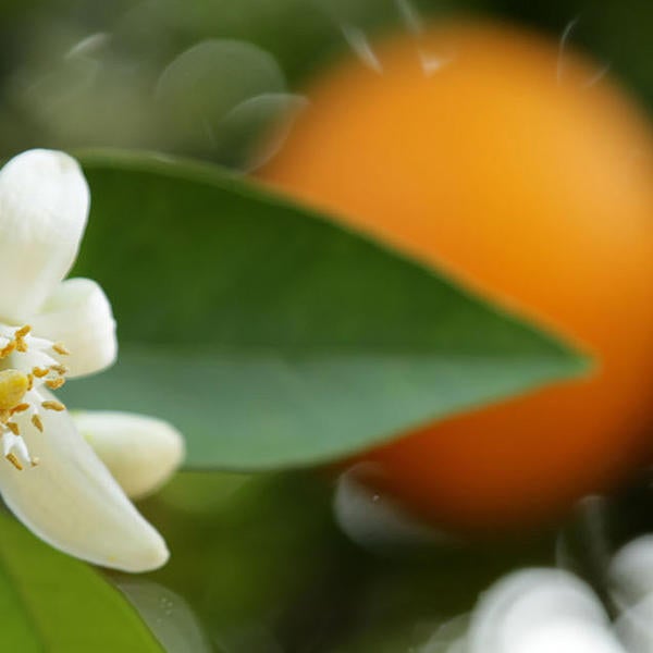 Orange Blossoms (c) UCR/ Stan Lim 2019