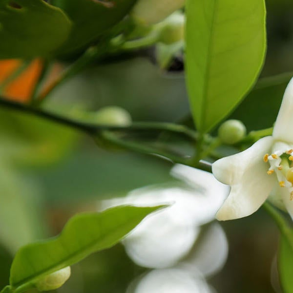 Orange Blossoms (c) UCR/ Stan Lim 2019