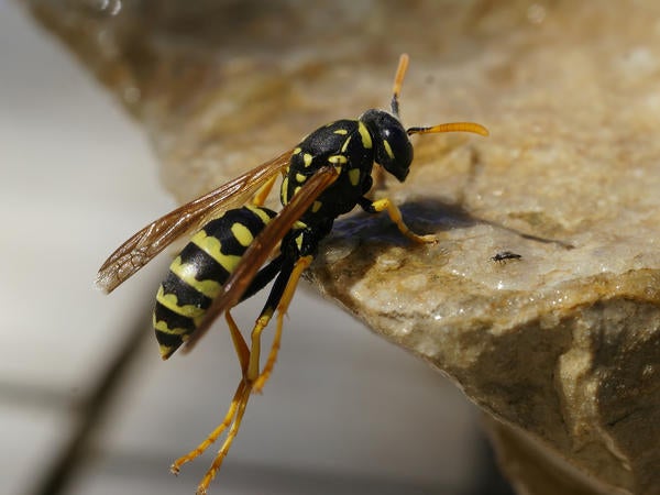 European Paper Wasp - Polistes dominula