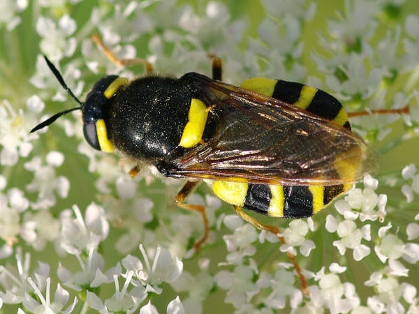 Stratiomyid Soldier Fly