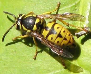 Vespula pennsylvanica