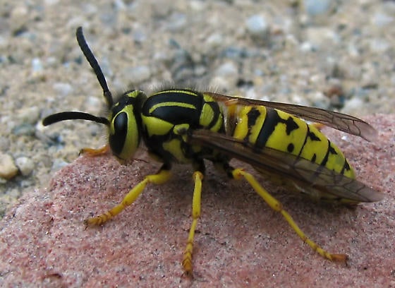 Vespula sulphurea