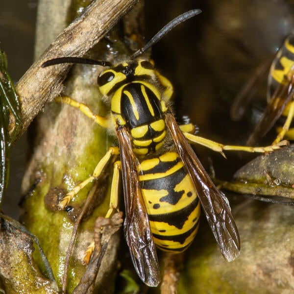 Vespula sulphurea