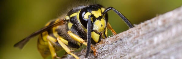 Vespula Germanica