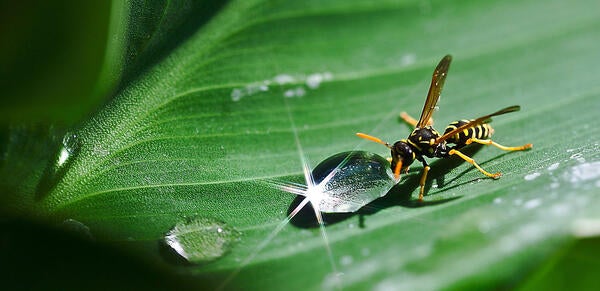 Wasp close-up