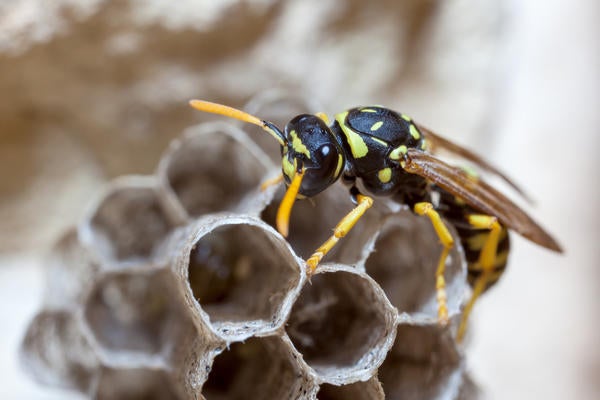 European Paper Wasp - Polistes dominula