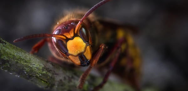 Wasp close-up