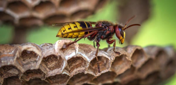 Wasp close-up