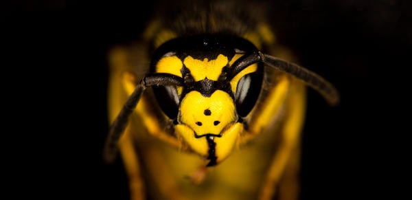 Wasp macro photography, Image by Anton Lovász from Pixabay 