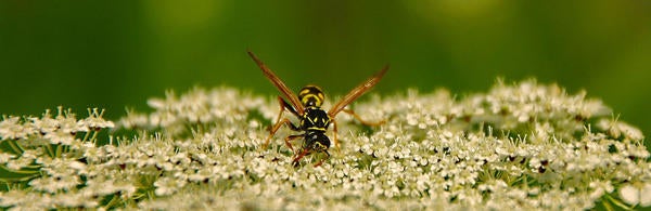 Wasp on flowers, source: Pixabay