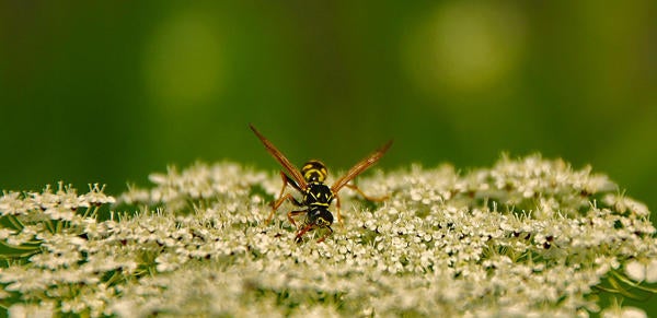 Wasp on flowers, Image by AxxLC from Pixabay 