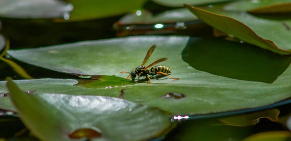 Wasp on lily pad, Image by analogicus from Pixabay 
