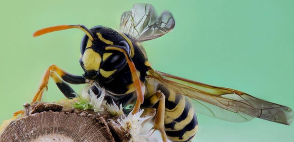 Wasp close-up, source: unsplash.com