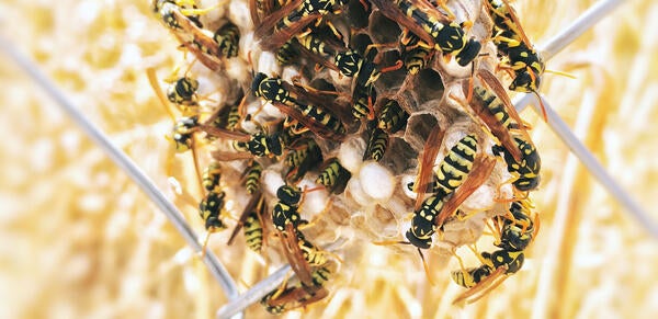Yellowjackets, source: unsplash