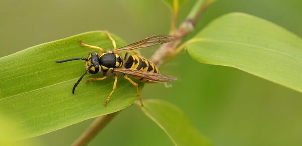 Wasp close-up