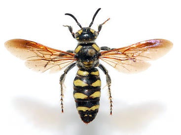 Tiphiid or Scoliid Wasp - Colpa octomaculata - female