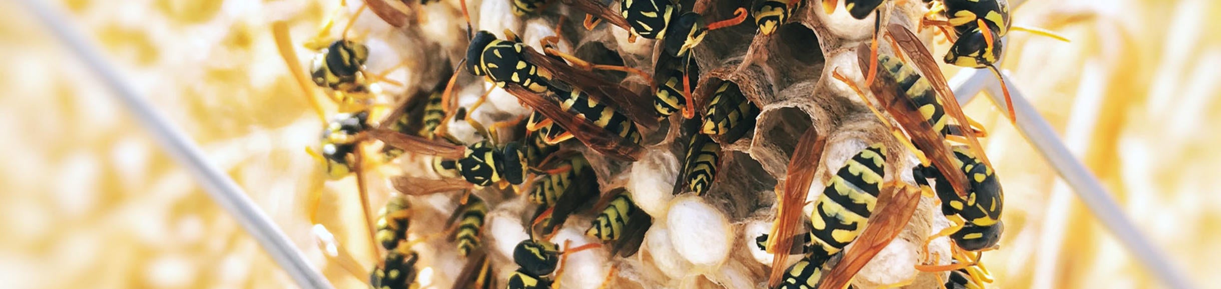 Wasp Faqs Wasps