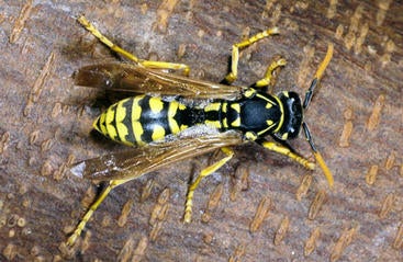 Golden paper wasp