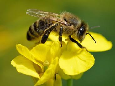 Apis mellifera, l'abeille domestique commune. Crédit : Ivar Leidus Wikimedia (CC BY-SA 4.0)