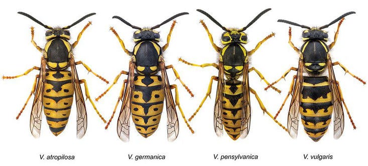 Wasp Identification Chart