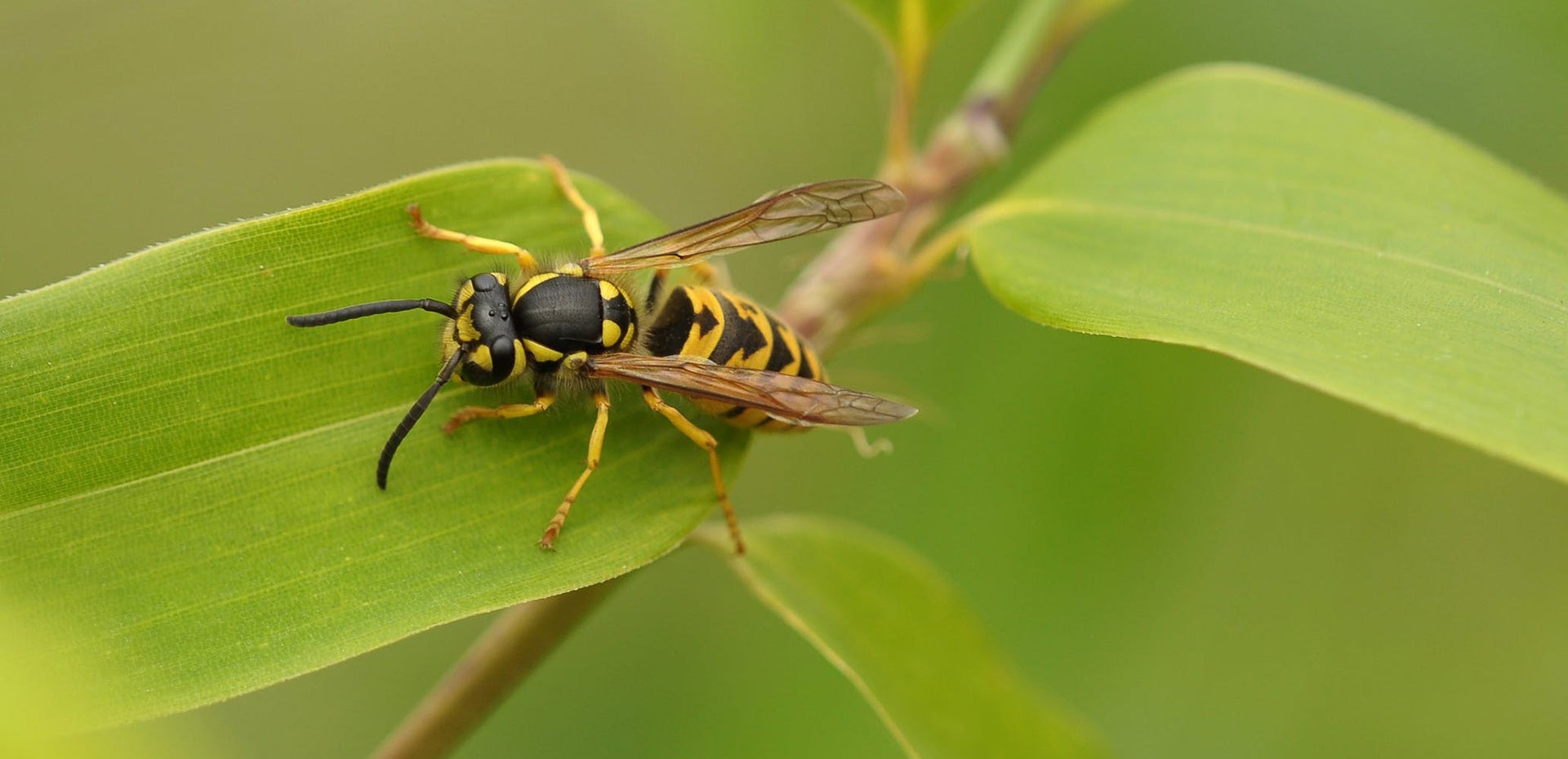 Paper Wasp Identification Chart